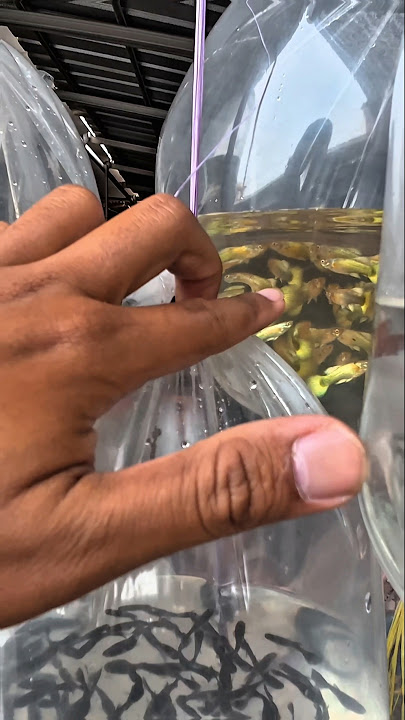 UPDATE HARGA IKAN GUPPY DI PASAR PARUNG‼️