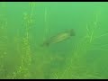 Пресное озеро бухта Бойсмана   подводный мир