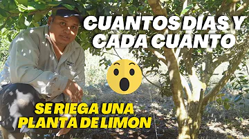 ¿Qué aspecto tiene el limonero regado en exceso?