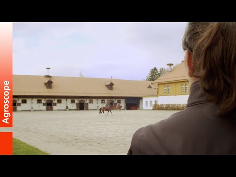 Visiting the Swiss National Stud Farm