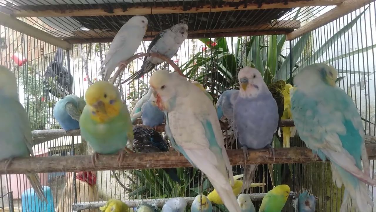 最後に理由が分かる セキセイインコ しゃべる環境トップ3 無印風空間