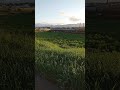 河島英五【青春旅情】