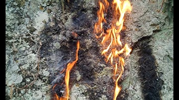 XOV XWM KUB HEEV.tshwm sim lub pob zeb cig txawv heev 2020