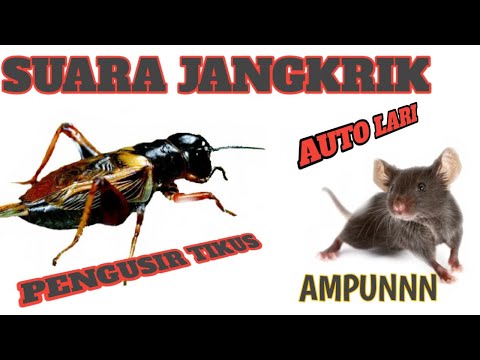#AMPUH_SUARA_JANGKRIK  MENGUSIR TIKUS - 10 JAM NON STOP