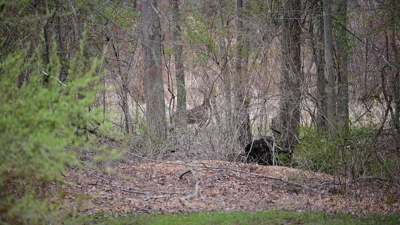 A Lone Doe in Wooster Cemetery