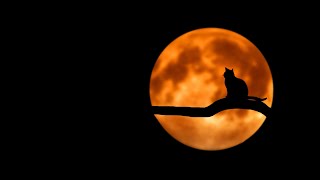 A Classical Playlist for Spooky Season 🎃| Dark &amp; Dramatic Vibes #spookyseason