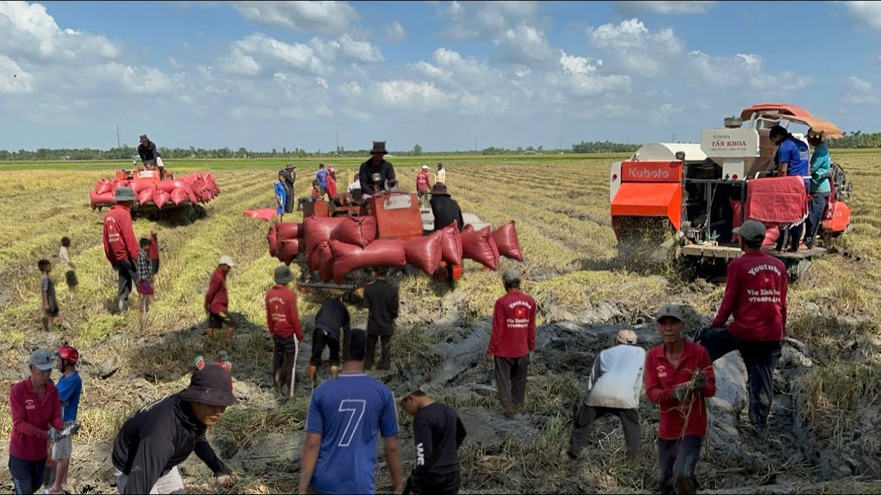 Theo Máy Cắt em Bằng bắt chuột mùa gặt lúa ở cánh đồng Trường Thọ VXĐ 1098 