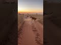 Terrifying moment caught on cam Dog giving tough challenge to Lioness Brutal Short Range Encounter