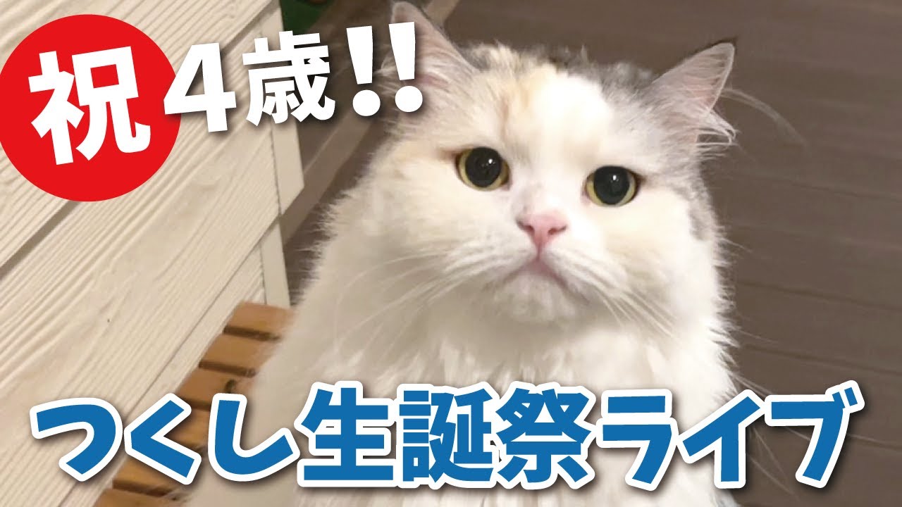 Live Streaming] Tsukushi turned 4 today! [Cat speaking in Kansai