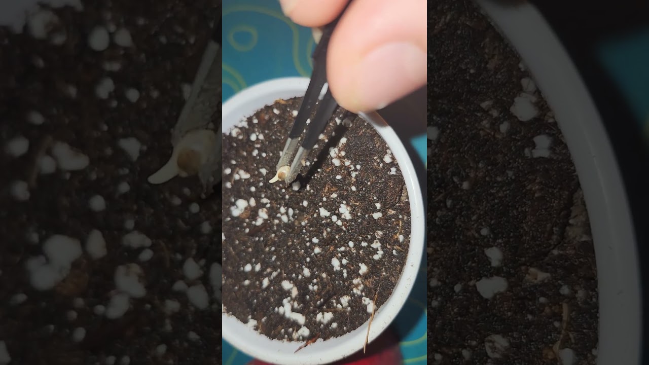 Planting the Modified Kush Mints,subscribe for the seed to harvest video! 