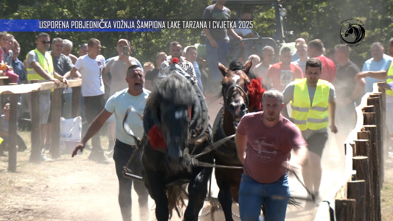 - MEŠIĆ SA TARZANOM I CVJETKOM UZORAO BREZOVE DANE U LAKIM PAROVIMA -
