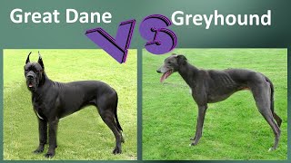 Great Dane VS Greyhound - Breed Comparison - Greyhound and Great Dane Differences by BreedBattle 2,211 views 2 years ago 5 minutes, 53 seconds