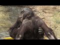 面白い関係のアピとリキ Curious liaison Api & Riki オランウータン 多摩動物公園