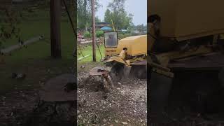 FAR NORTH TREE SERVICES LLC STUMP GRINDING  907-414-5305 #chainsaw #wood WASILLA, EAGLE RIVER, ANCH,