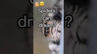 🕷Spiders Can Dream?💭