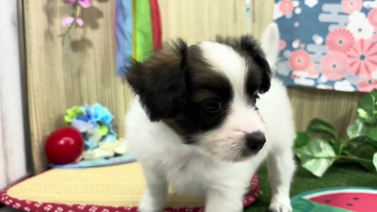 ペットショップ犬の家小田原店「パピヨン ♂」「206760」 - YouTube