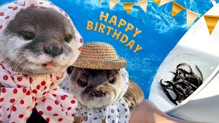 カワウソの誕生日にはじめてドジョウをプールに大量投入してみた　Otter’s First Live Loach Fish Hunting Birthday Surprise!