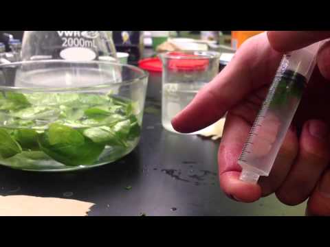 Photosynthesis in Leaf Disks Experiment