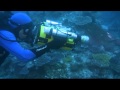 Extremely rare video of a white bull stingray