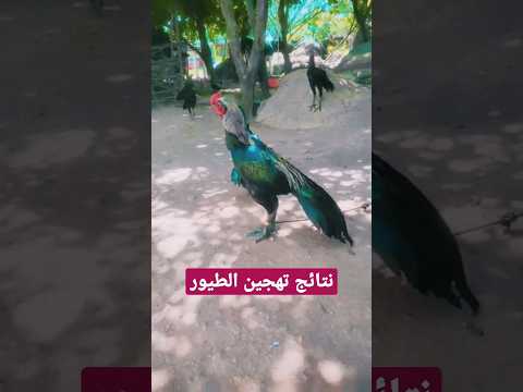 فيديو: حمامة البط: وصف الطيور ، الخصائص ، الصورة
