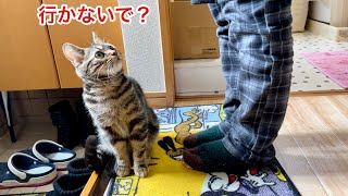 飼い主との別れが辛すぎて鳴き叫びながらお出かけを阻止してくる子猫