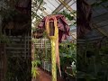 Rare 'penis plant' that smells like rotting meat blooms for the first time in nearly 25 years at a botanical garden in the Netherlands before 'shriveling up' and dying a week later