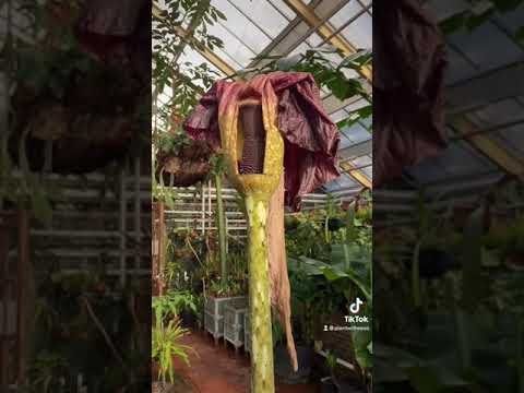 Video: Watter Blomme Plant Ons In Mei?