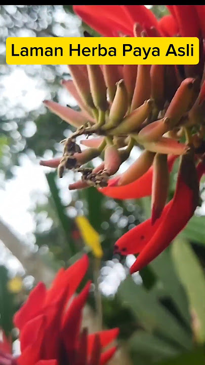 BUNGA DEDAP(Erythrina orientalis)Famili : Fabaceae #payaAsliHerbalValley #qudrifarm #educationgarden
