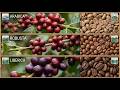 Three species of Coffee