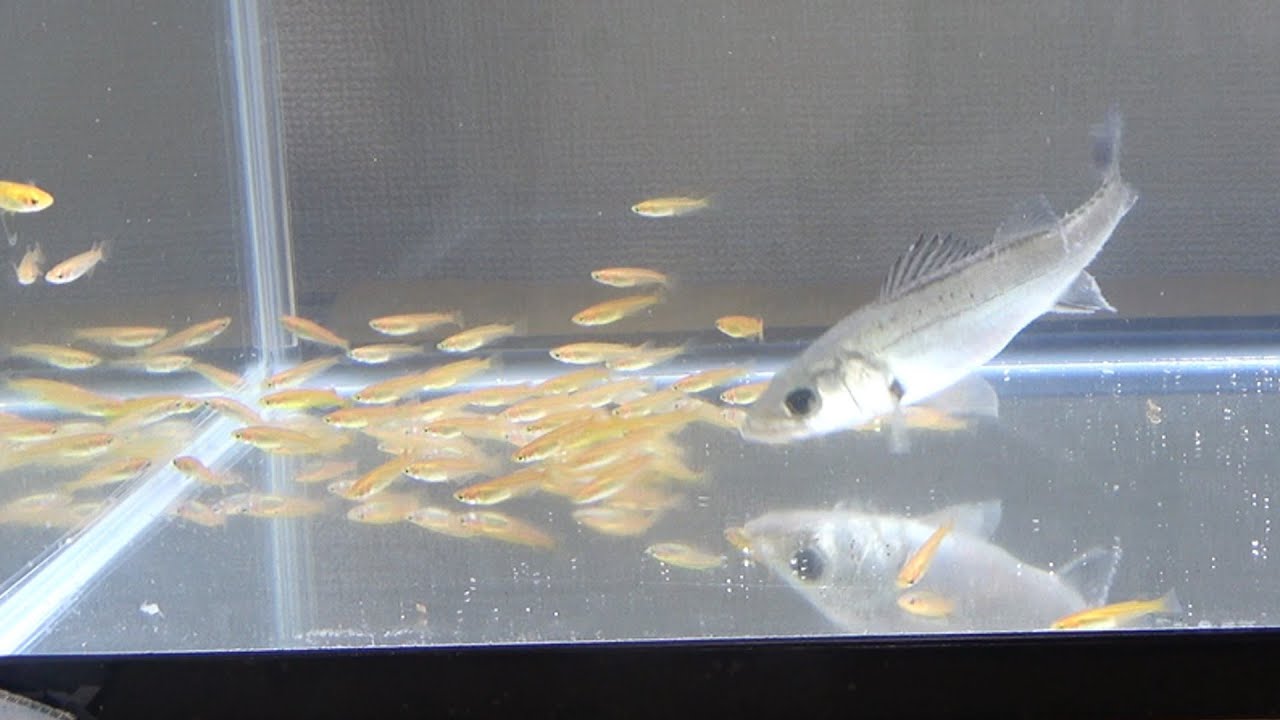 腹ペコのシーバスがメダカの群れに襲いかかる Youtube