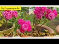 Button/miniature Rose # How to get more flowers #care n information