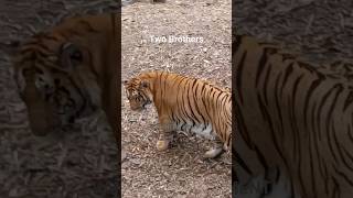 Two brothers  in the Woods | #shorts #shortvideo #viral #youtubeshorts #zoo #wildlife