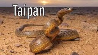 Dünyanın ən zəhərli ilanı - Taipan. Sənədli film Resimi