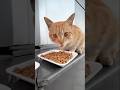 القط دا صعب عليا اوي😰💔 #cat #shortvideo #shorts