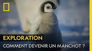 Comment devenir un manchot ? | LES SECRETS DES MANCHOTS