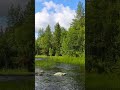 Soothing * Music 🍃 Forest Birds with Frogs and Distant River