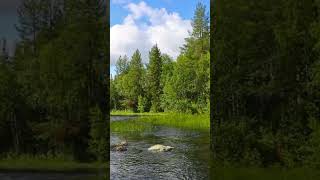 Soothing * Music 🍃 Forest Birds with Frogs and Distant River