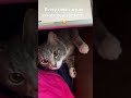 Every time I try to work on my laptop… #contentcreator #youtuber #cat #kitten #sadbuttrue #feelies