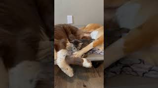 Kitten Snuggling with Two Dogs