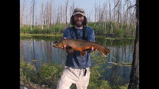 Fly fishing for tiger and brook trout on Boulder Moutain in southern Utah