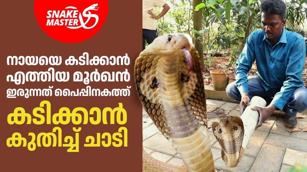 നായയെ  കടിക്കാൻ എത്തിയ മൂർഖനെ പടികൂടി | Cobra Rescue | Snakemaster EP 1167