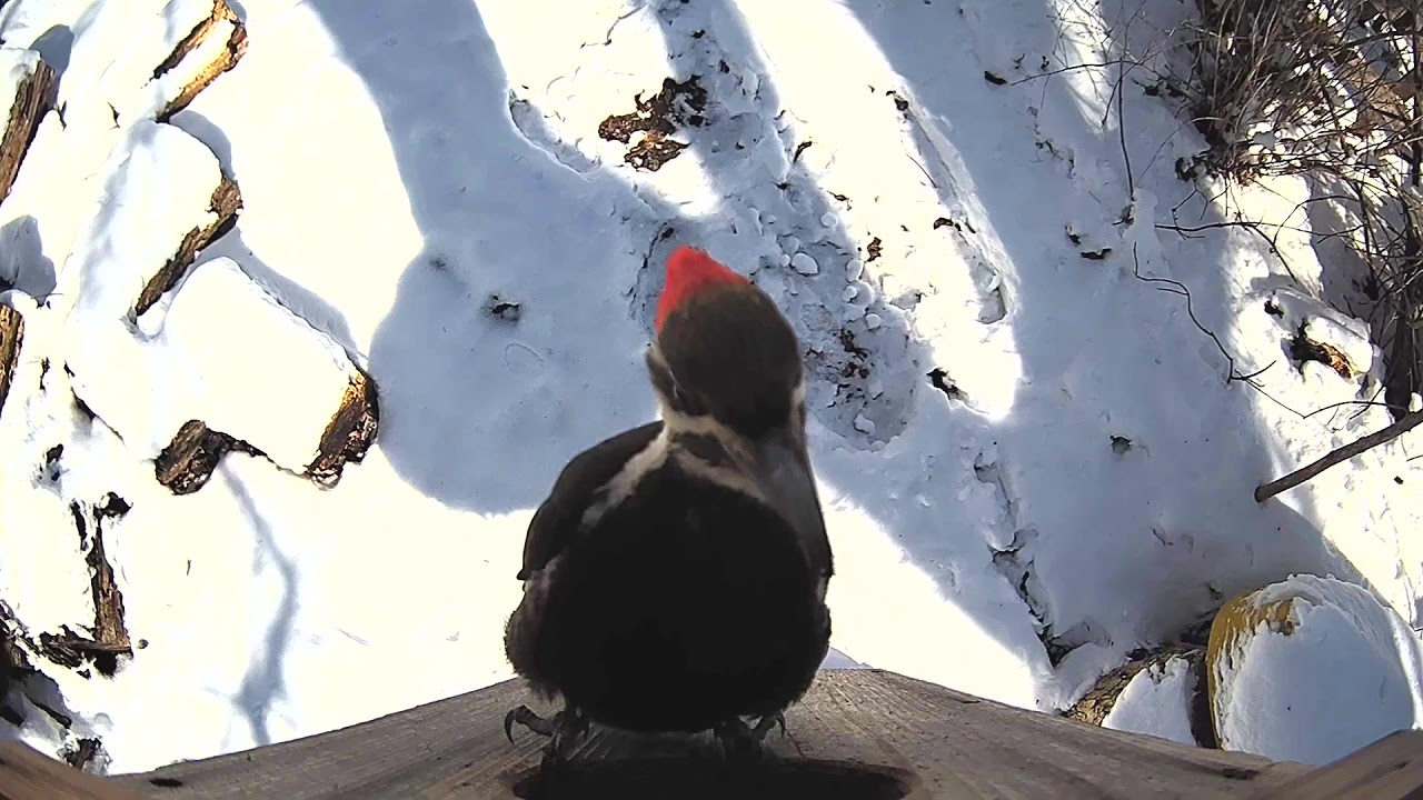 Pileated Woodpecker