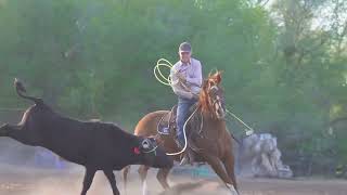 BOON No. 117 Levelland Horse Sale