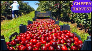 Modern Agriculture Cherry Farm ! Cherry Cultivation, Harvesting And Processing