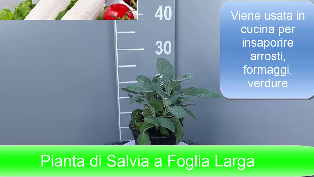 Vendita Piantine Di Salvia Foglia Larga Online - Foto 6
