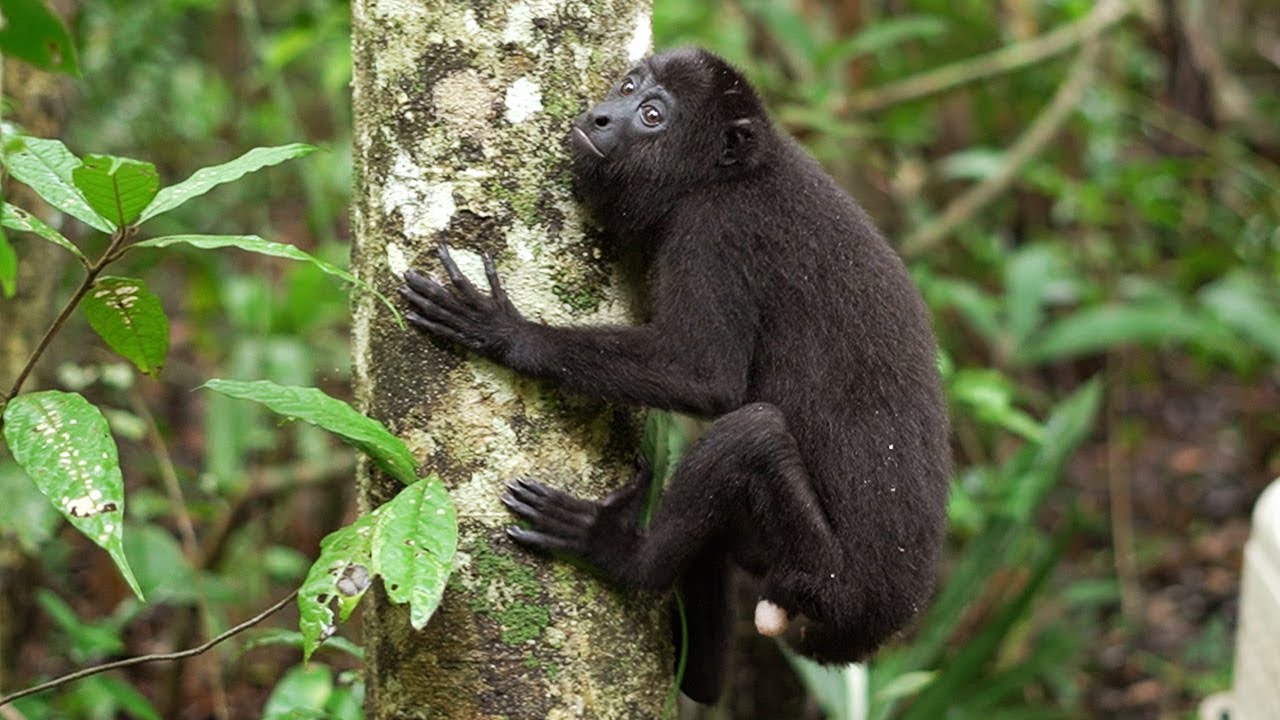 27 wild animals are finally free