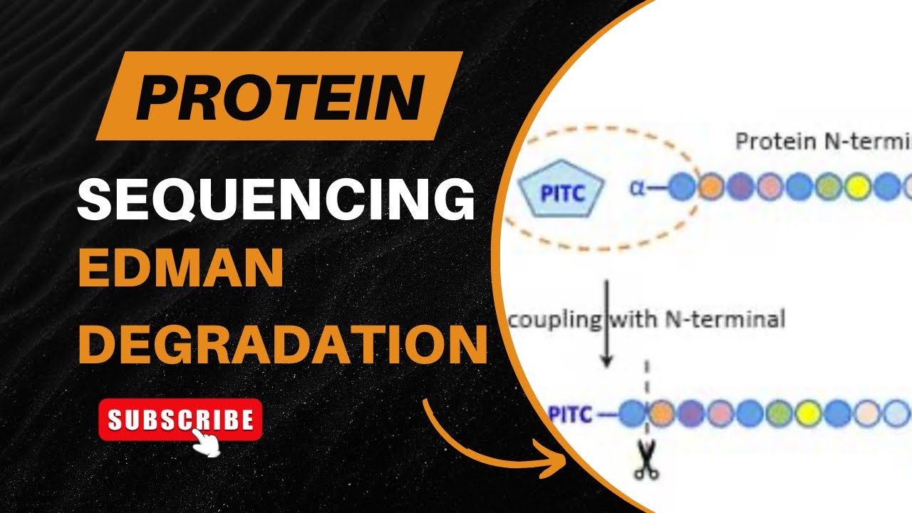 Edman Degradation of Proteins | Principle, Steps, and Applications ...