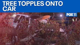 Tree Topples On Car, Killing One Fox 11 La