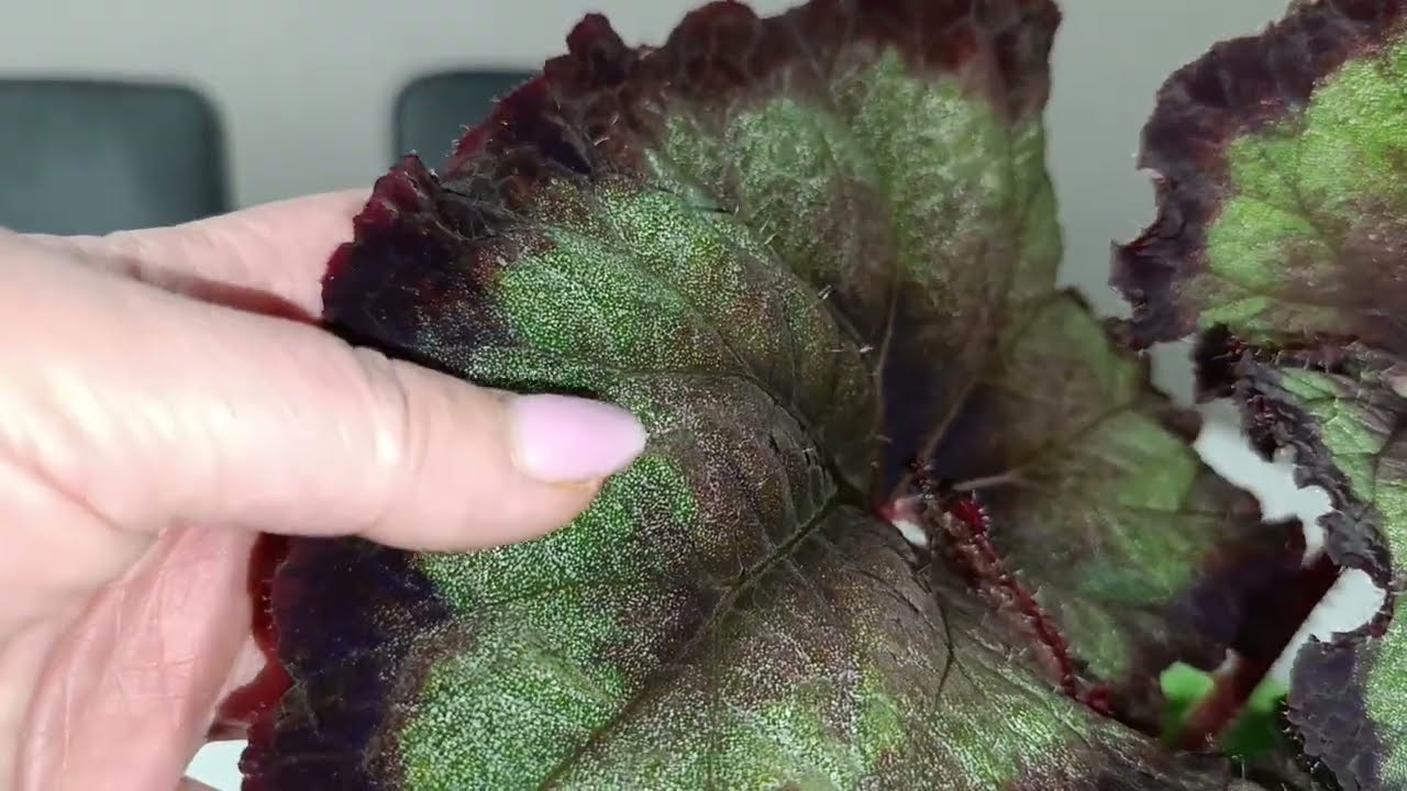 Бегонии ШС. Сорта и сеянцы.