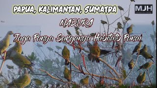 MADURA punya alas habitat burung punai. || hunting & Cooking. | MJH